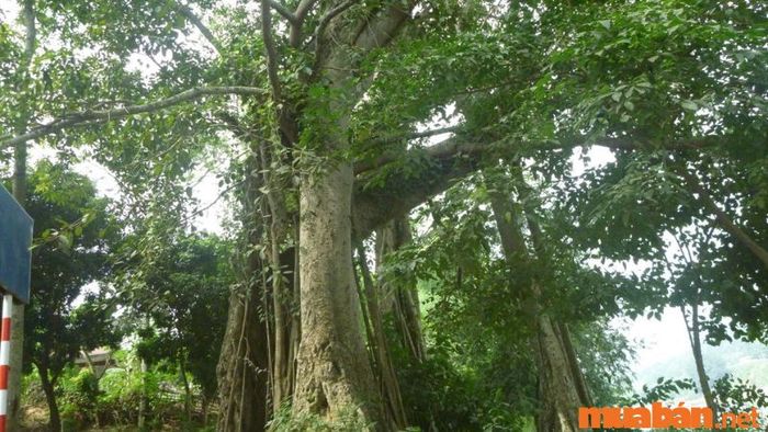 Di tích cây đa Mường Hung