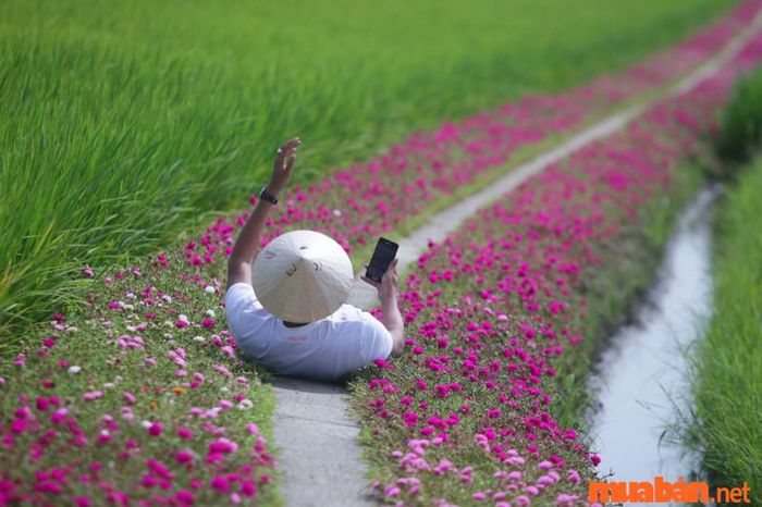 Gò Công có gì thú vị? Con đường hoa mười giờ thu hút du khách với vẻ đẹp mê hồn