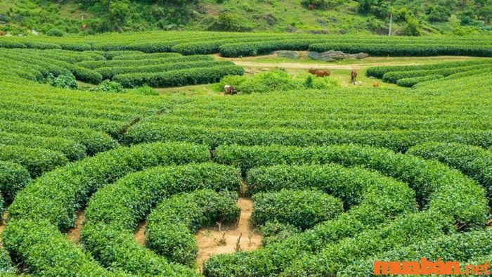 Đồi chè Mộc Châu