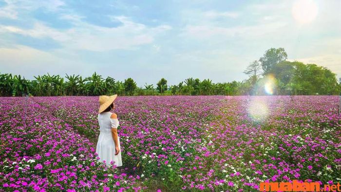 An Giang có gì thú vị? Cánh đồng hoa dừa cạn