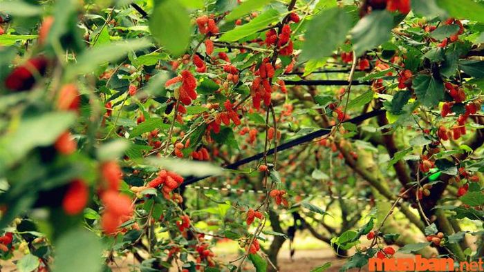 An Giang có gì thú vị? Vườn dâu tằm Ngọc Thái