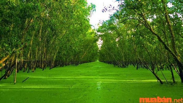 An Giang có gì thú vị? Rừng tràm Trà Sư