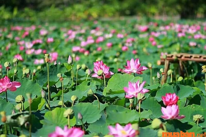 Khu du lịch sinh thái cánh đồng Sen Tháp Mười