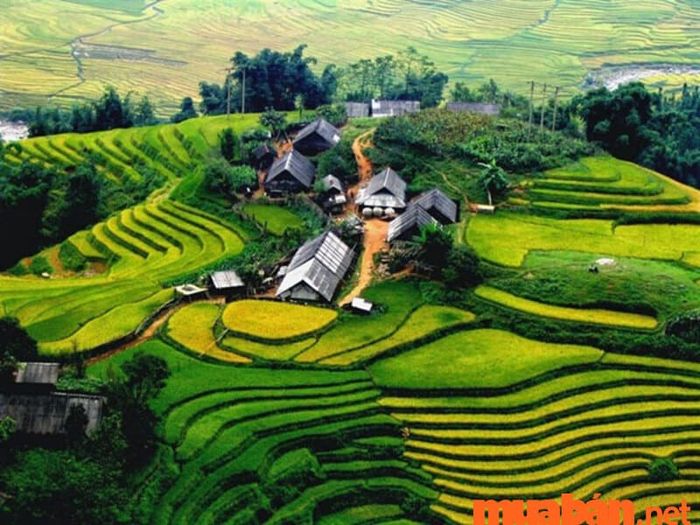 Ruộng bậc thang Sapa
