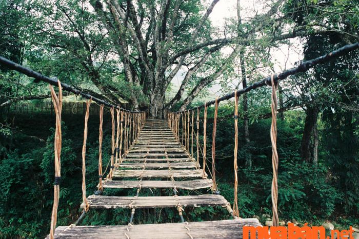 Cảm giác khi bước lên cầu mây cổ xưa