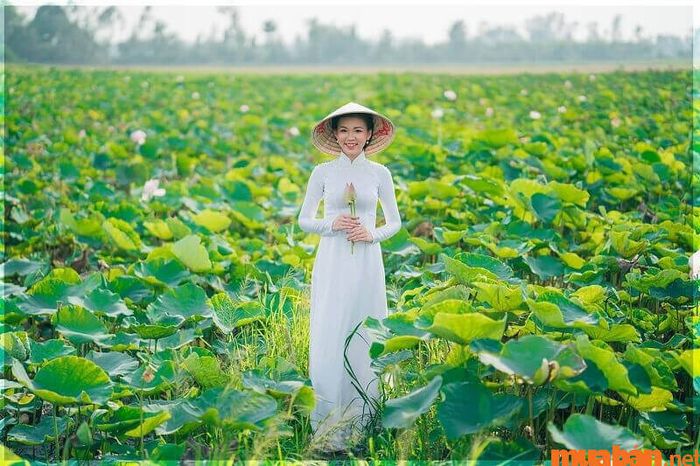 Cánh đồng Sen Tháp Mười - địa điểm check-in không thể bỏ lỡ ở Đồng Tháp
