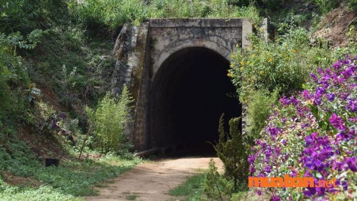 Hầm Hỏa Xa Đà Lạt vào mùa hoa sim