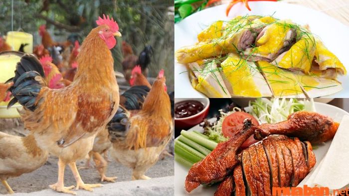 Món ăn từ gà đồi Tiên Yên