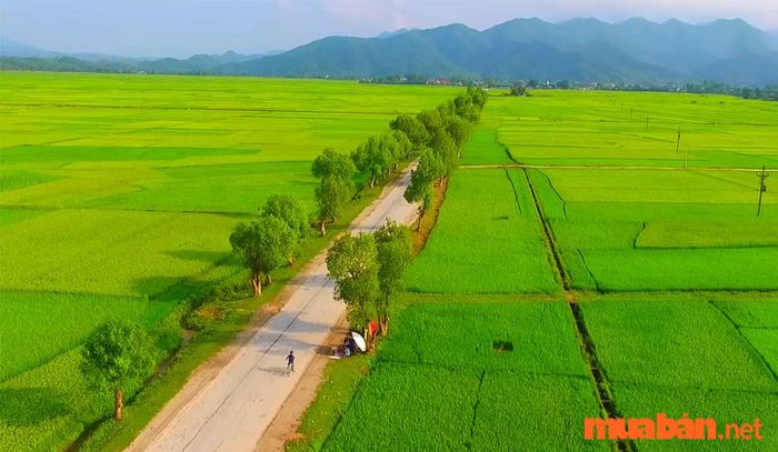 Điện Biên có gì thú vị? - Cánh đồng Mường Thanh trải dài bất tận, được bao quanh bởi núi rừng hùng vĩ.