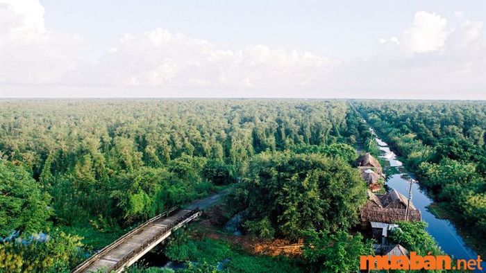 Cà Mau có gì để khám phá - Đến vườn quốc gia U Minh Hạ để trải nghiệm cảm giác dạo chơi trong khu rừng nguyên sinh đầy cây xanh.