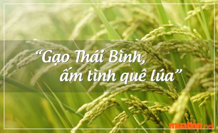 Thái Bình có gì thú vị? Nơi đây nổi tiếng với gạo thơm và những cánh đồng lúa chín vàng.