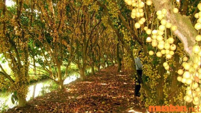 Cà Mau có gì chơi - Khám phá vườn dâu Cái Tàu Út Thặng
