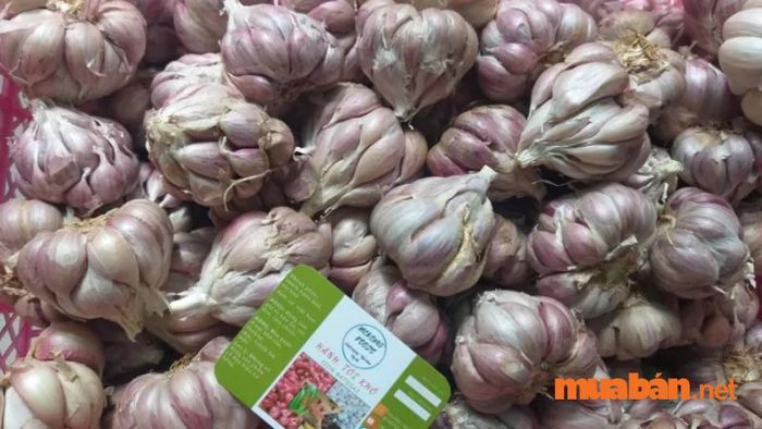 Tỏi tía - món quà đặc sắc