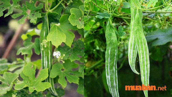 Quả lặc lày - đặc sản nổi tiếng