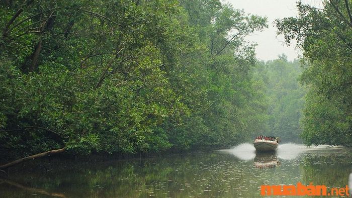 Cà Mau có gì chơi - Khám phá rừng đước lớn thứ hai thế giới với hệ sinh thái phong phú