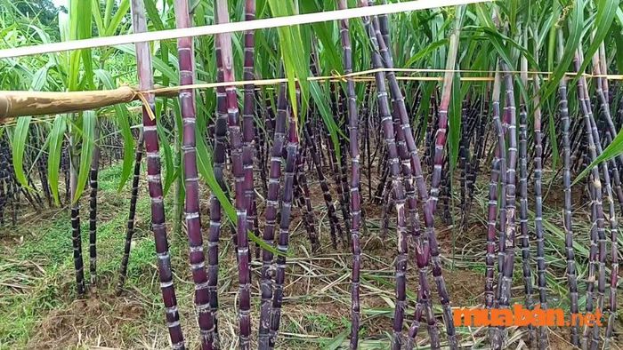 Mía tím Hòa Bình - ngọt ngào và hấp dẫn