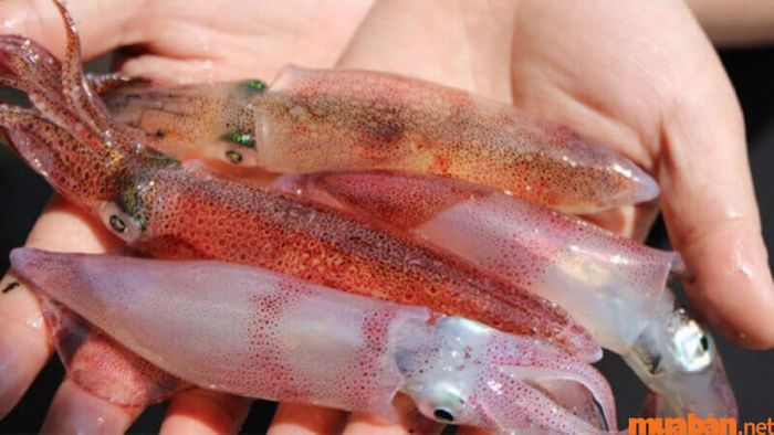 Kinh nghiệm du lịch Cửa Lò