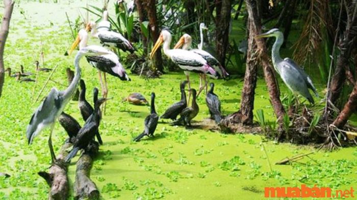 Cà Mau có gì thú vị - Lâm viên Cà Mau sở hữu nhiều khu vực tham quan hấp dẫn như vườn chim.