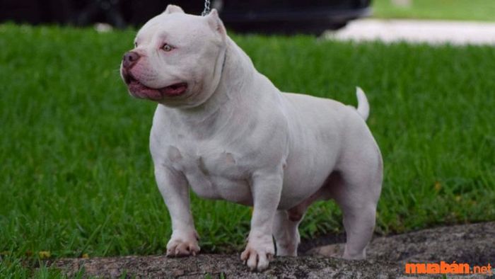 Chế độ dinh dưỡng cho chó Bully trong giai đoạn 1-3 tháng tuổi