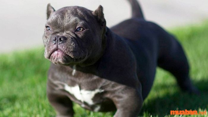 Tính cách của chó Bully