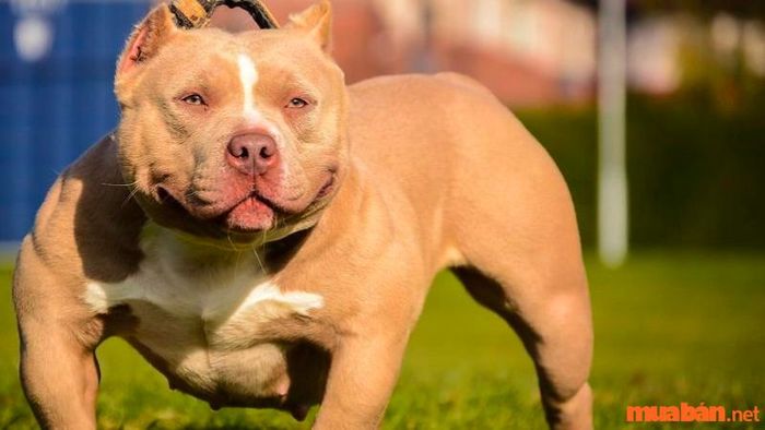 Chế độ dinh dưỡng cho chó Bully từ 6 tháng tuổi trở lên