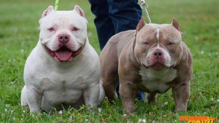 Những điều cần lưu ý khi nuôi chó Bully