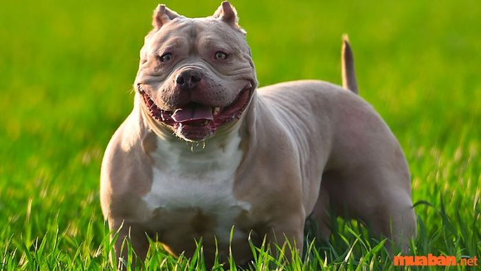 Giá cả của chó Bully trên thị trường hiện tại