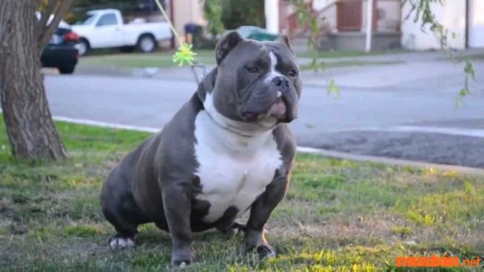 Chó Bully là giống chó xuất xứ từ Mỹ