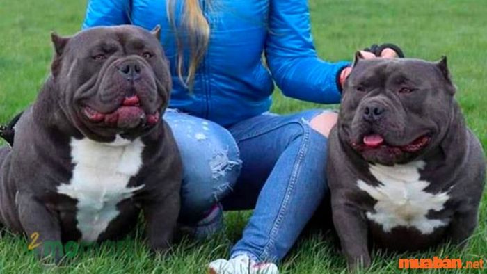 Các loại chó Bully