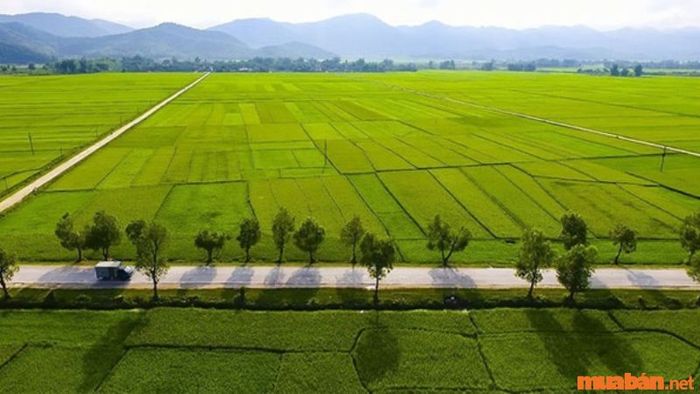 1 công tương đương với bao nhiêu mét vuông tại khu vực Nam Bộ?