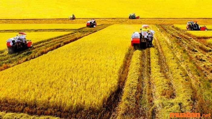 1 công tương đương với bao nhiêu mét vuông ở khu vực Trung Bộ?