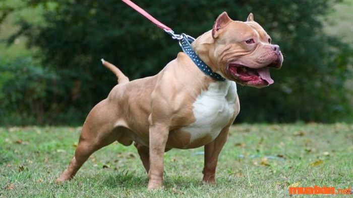 Các vấn đề sức khỏe thường gặp ở chó Bully