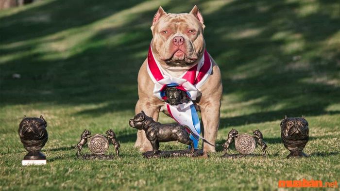 Ngoại hình của chó Bully