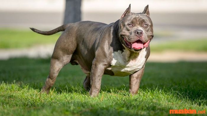 Chế độ ăn của chó Bully