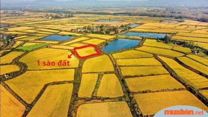 Sào đất là đơn vị đo diện tích trong nông nghiệp.