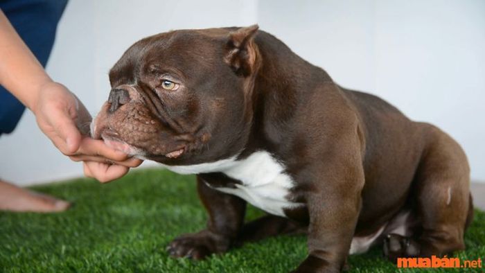 Huấn luyện Bully ngồi