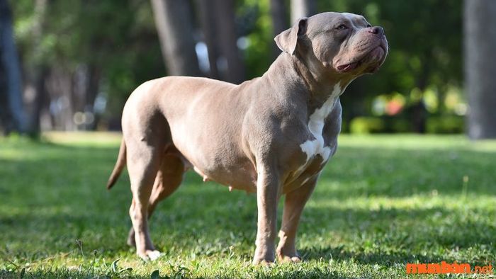Khám phá chó Bully: Nguồn gốc và các đặc điểm