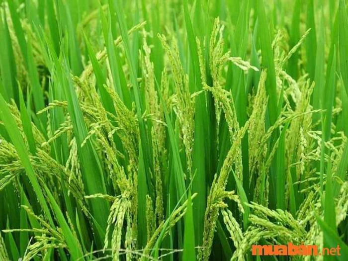 Đất LUK đóng vai trò quan trọng trong việc cung cấp lúa cho người dân.
