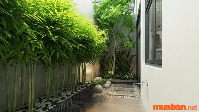 Vườn sau nhà