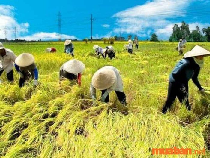 Tất cả các loại đất trong nhóm đất nông nghiệp đều có mục đích sử dụng khác nhau.