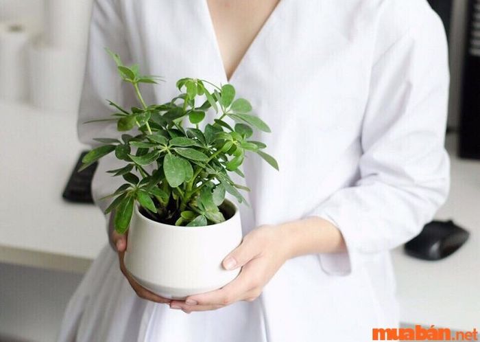 Trưng bày cây cảnh phong thủy cũng là một phương pháp hữu hiệu và dễ thực hiện để hóa giải tình trạng nhà có hai cửa chính.