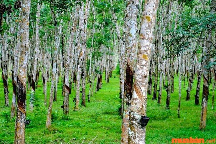 Đất 50 năm là gì? Đây là loại đất với thời hạn sử dụng là 50 năm.