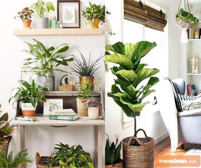 Thiết kế phòng trọ 15m2 đẹp - thêm cây xanh