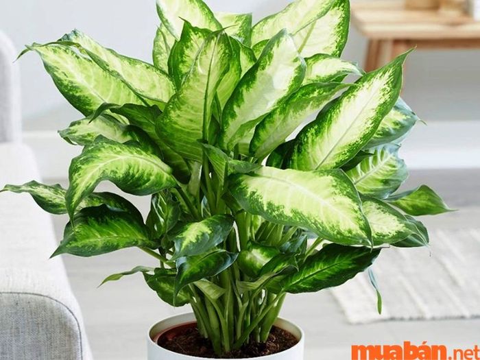 cach-lam-mat-phong-tro