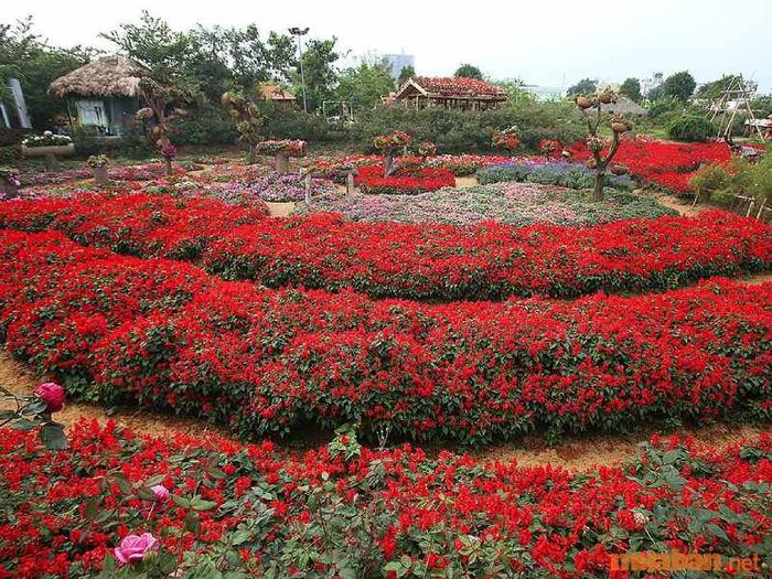 Những điều cần lưu ý khi tham quan thung lũng hoa hồng