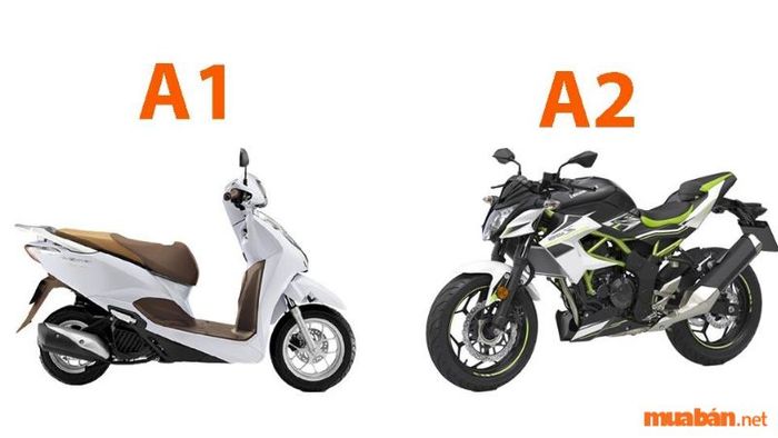 Thi bằng lái A2 có bắt buộc phải thi bằng lái A1 trước không?