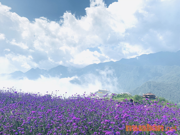 Đồi hoa tím quyến rũ