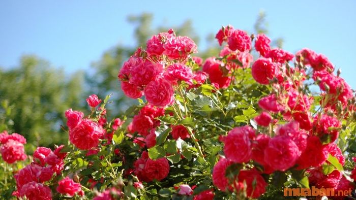 Cảnh sắc nên thơ của thung lũng hoa hồng