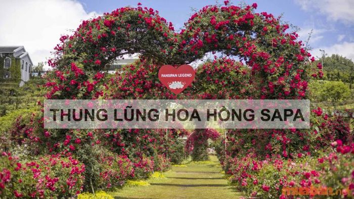 thung lũng hoa hồng Sapa