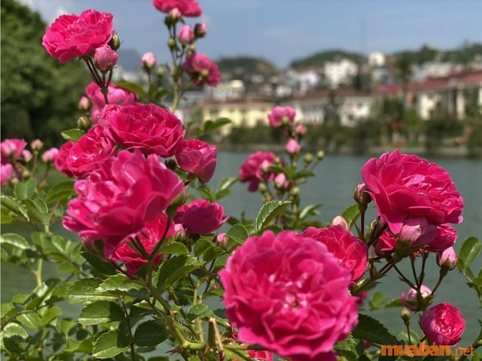 Địa điểm thung lũng hoa hồng Sapa